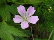 ibokororïɐRRA̓eʐ^2