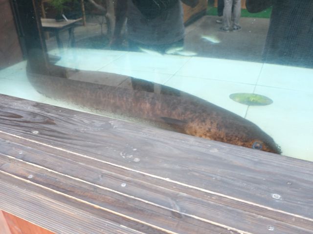 �r�c�΃p���_�C�X