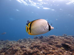 񂳂̃}T[rXނʁ[ւ̓eʐ^1