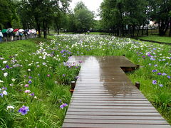 花菖蒲 水元公園 アクセス 営業時間 料金情報 じゃらんnet