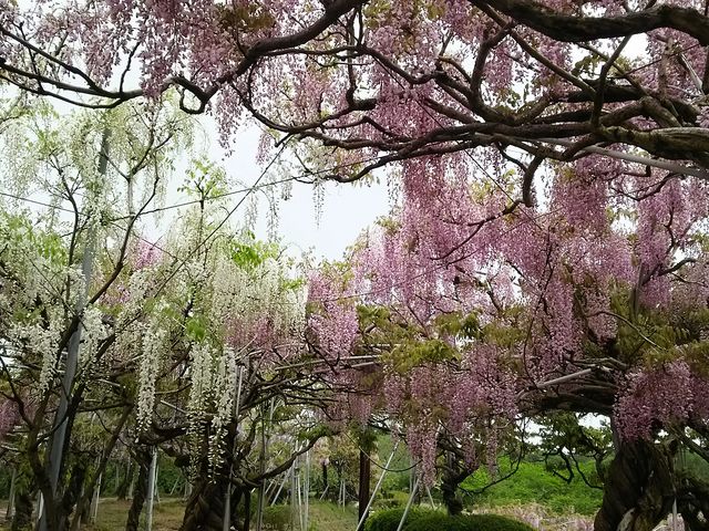 ɂ񂱐搶̂ӂ̓eʐ^1