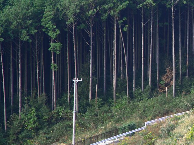 ����
_�����i�΃p�[�N�E�F�C