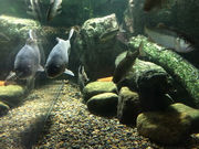 RbP̊ƐlԂ̂ӂꂠق̓eʐ^1