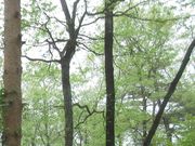 ��傭����̓ߐ{�����ό��ē����̓��e�ʐ^1