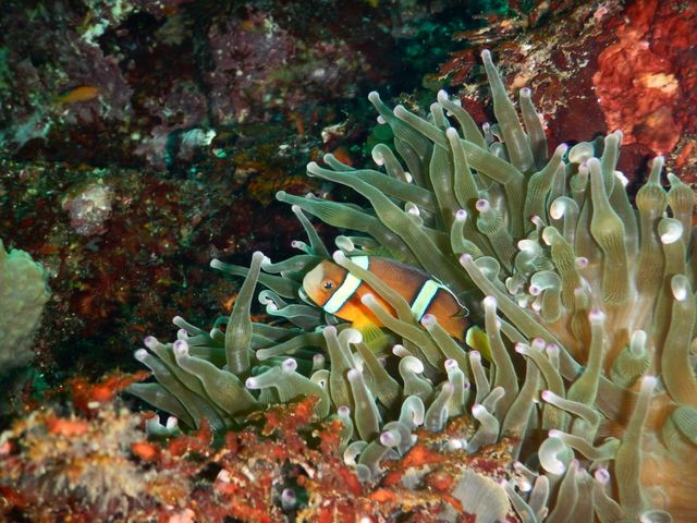 j_clover@diving@service