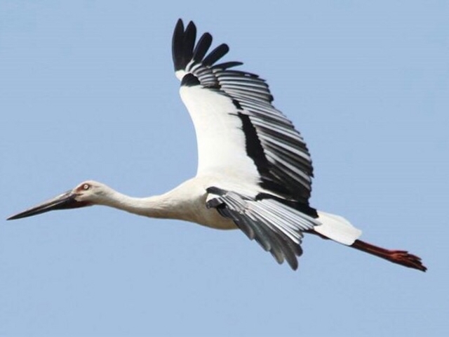 �Y��ł�_���Ɍ����R�E�m�g���̋�����