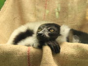 񂭂񂳂̂ρ[̓eʐ^2