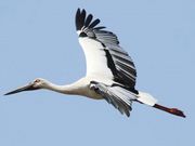 ���񂿂�񂳂�̕��Ɍ����R�E�m�g���̋������̓��e�ʐ^1