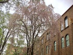 Ȃ΂񂳂̖kCwւ̓eʐ^1