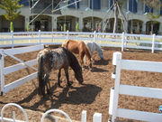 ۂۂ̎O؃z[Xhp[N̓eʐ^1