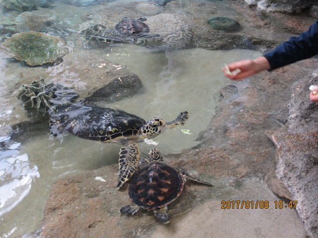 �l�����������Ă���_�����C�m�W����