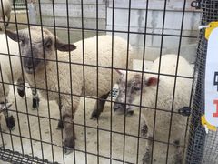 |^񂳂̍䥗΂̃~[WA n[xXg̋uւ̓eʐ^1