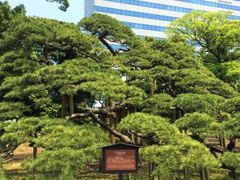 �܂�����̎O�S�N�̏��i�l���{�����뉀�j�ւ̓��e�ʐ^1