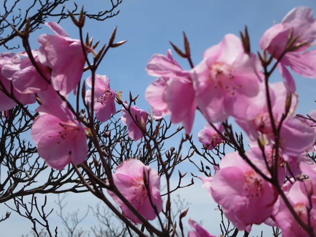 ɉfĂꂢȃsNF
łB߂Č̂ŊłB_ݏx