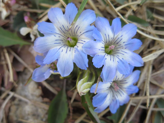 ^e}hE̐FfG
ȐFłB_ݏx