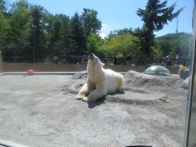 �V���N�}_���R������