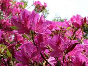 A\j[̕RR̃ccW̓eʐ^1