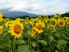 Hirotan����̂ւ̓��e�ʐ^2