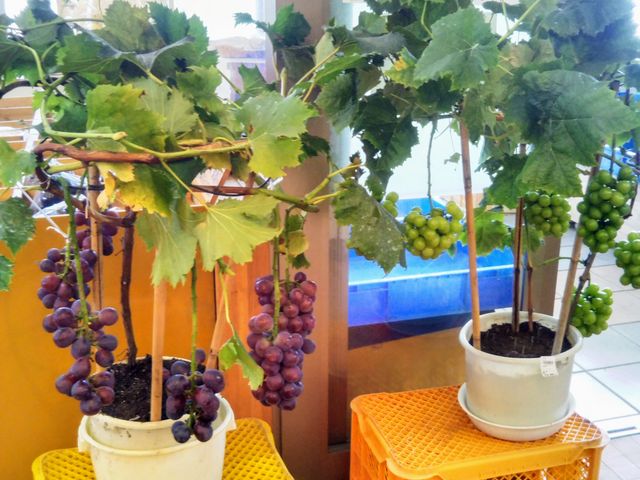 �w�Ԃǂ��̖؁x�B_���̉w �͂����イ