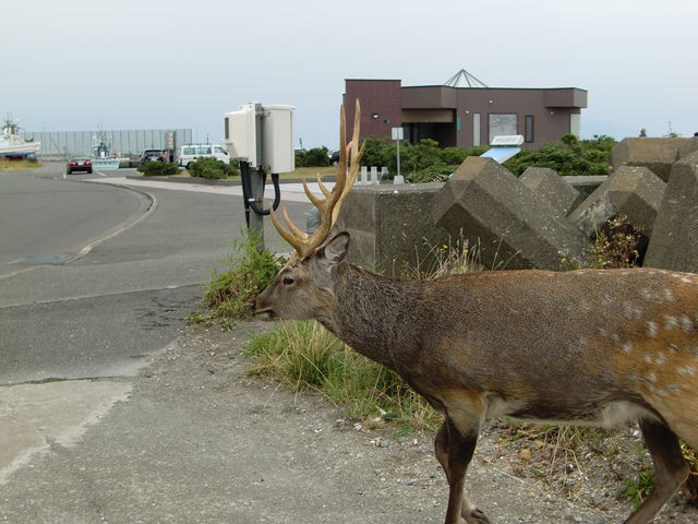 ���܂ɏo�v���邻���ł��B_�m�V���b�v��