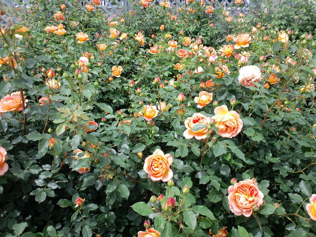 �o��_����_�ƌ����x���t�@�[��