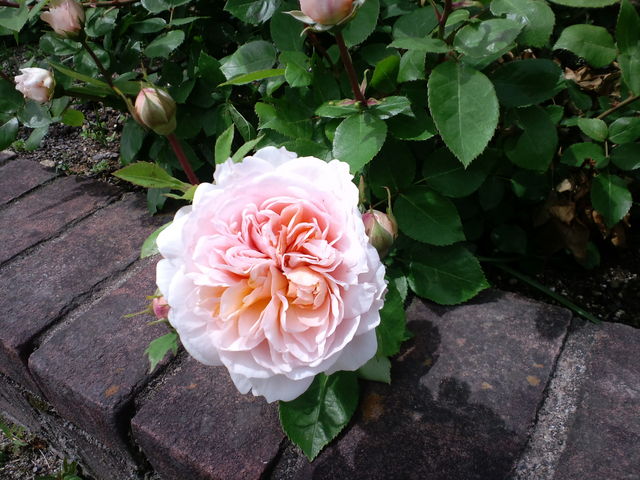 �o��_����_�ƌ����x���t�@�[��