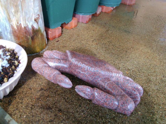 �����ŃJ�j���o�}���Ă���܂�_�I�ꉷ��i�������򋽁j