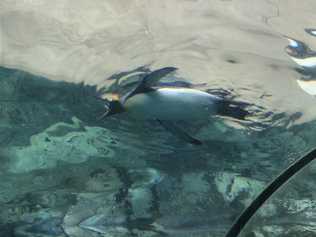 ���ł�[_���R������