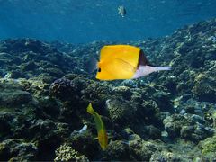 ̐̓A@Dive@ւ̓eʐ^1