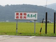 Ƃ񂳂̐Hʎsuv̓eʐ^1