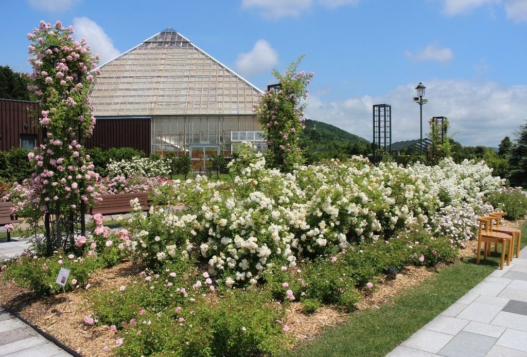 いわみざわ公園バラ