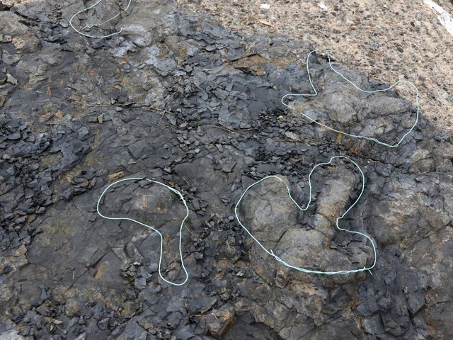 �o�X��O�ɋ����̑��Ղ�_���R���h�Ȋw��