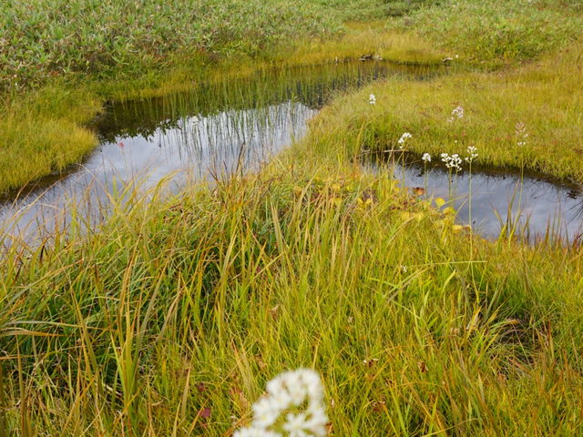 ��ɃP���̍��R�A���Q��