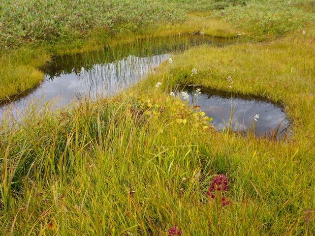 ��ɃP���̍��R�A���Q��