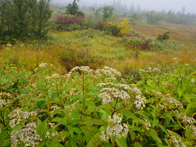 ��ɃP���̍��R�A���Q��