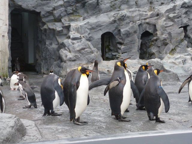 penguin_���R������