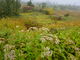 カメチャンさんの弥陀ケ原の高山植物群落の投稿写真3
