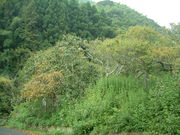 Ԃ񂳂̎Ox~т̓eʐ^2