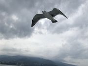 真鶴半島遊覧船 アクセス 営業時間 料金情報 じゃらんnet