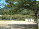 花ちゃんさんの足立公園の桜への投稿写真2