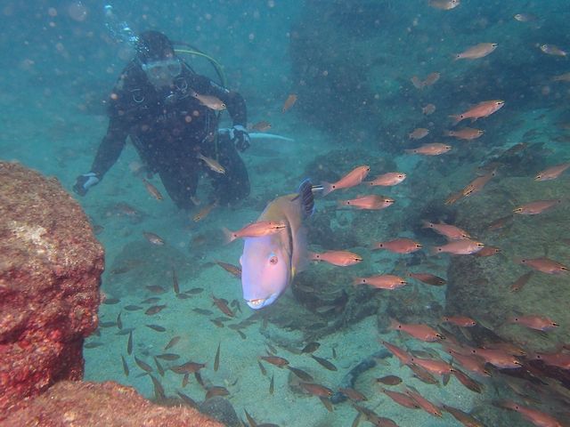 傫ȋ_ANAtFCX_CrOXN[