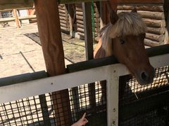 狭山市立智光山公園こども動物園の写真一覧 じゃらんnet