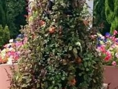 V`A̍䥗΂̃~[WA n[xXg̋uւ̓eʐ^1