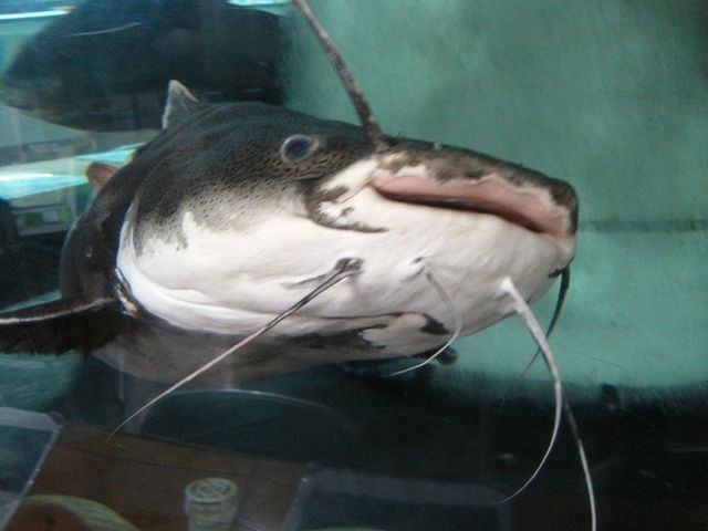 micky7777����̏o�̎R�W���������ق̓��e�ʐ^1