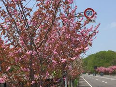 のりさんの登別の桜並木の投稿写真1