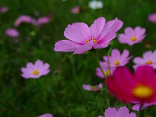 񂿂񂳂̂Ƃ̃RXX̗̓eʐ^1