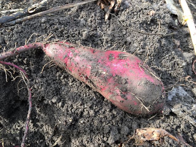 ̑όIyIETc}Cz̓eʐ^1