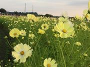 ̋S{O[p[ÑRXX̓eʐ^1