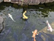 񂿂񂳂̒rcՌ̓eʐ^1