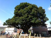 korikori̐얓_Ђ̃X_WC̓eʐ^1